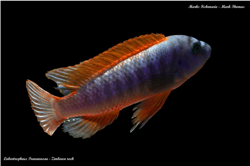 Labeotropheus trewavasae 'Zimbawe Rock'